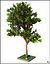 Full Tree