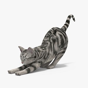 3d cat model