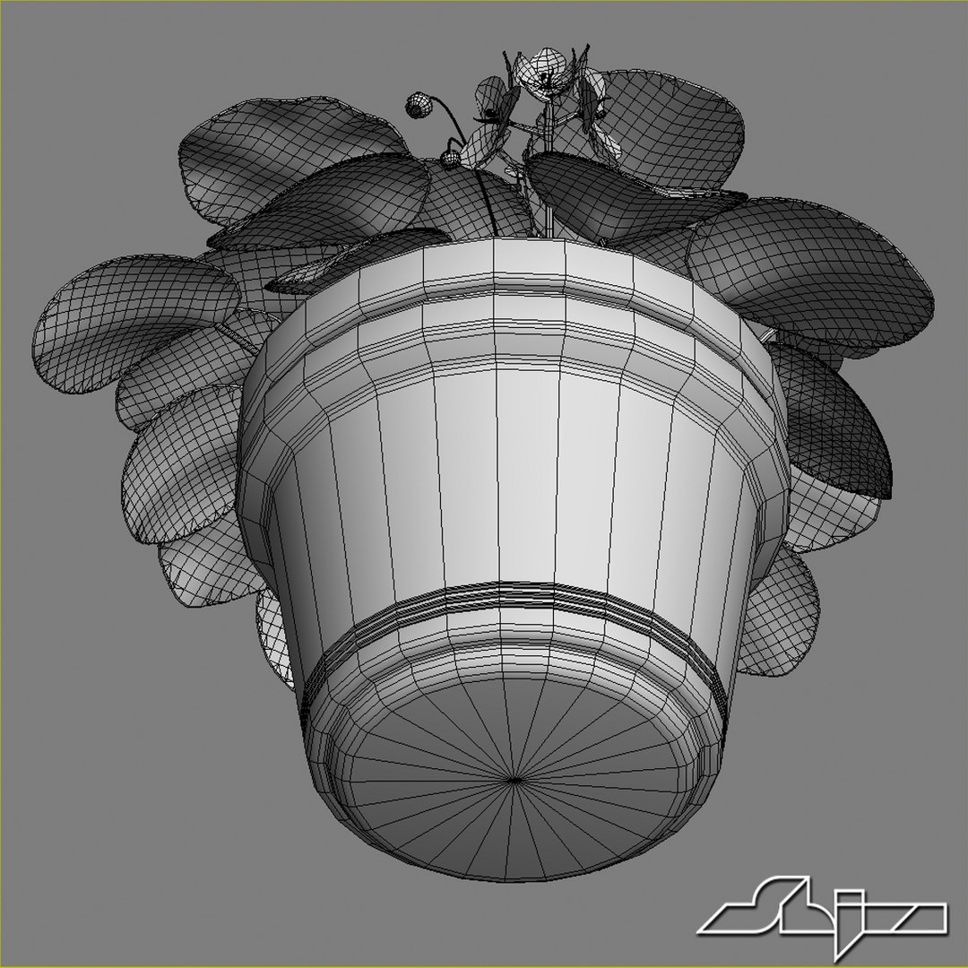 house plant violet flower 3d model https://p.turbosquid.com/ts-thumb/gS/3pjfOg/oBgZXchS/violetflower_wire3/jpg/1314035816/1920x1080/fit_q87/a65a9c27f446b9b0b57e399df4a9470e42489d75/violetflower_wire3.jpg