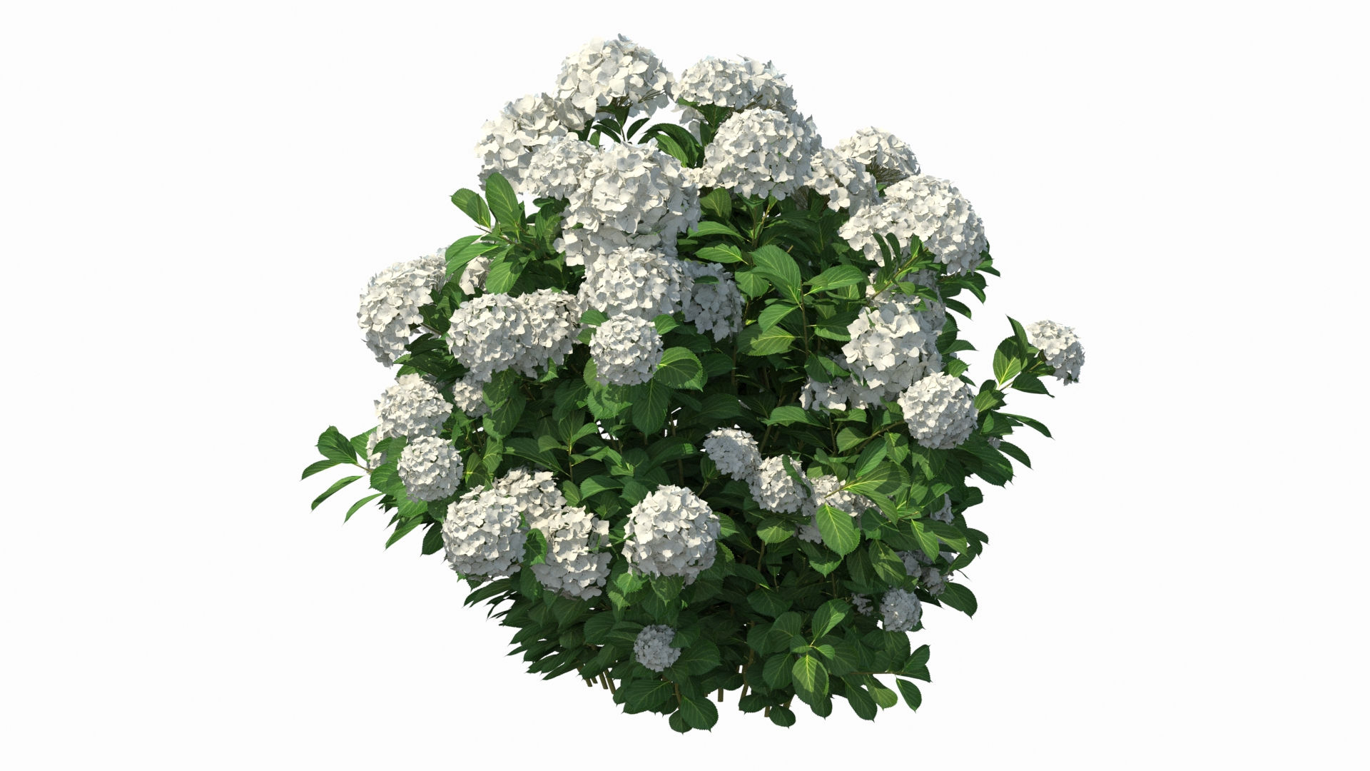White Hydrangea Macrophylla Bush 3D Model - TurboSquid 1605126