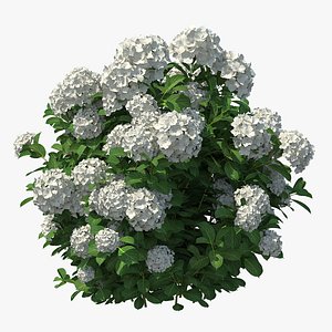 white hydrangea macrophylla bush 3D model