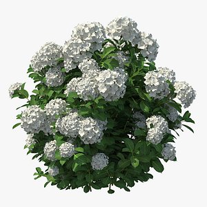 White Hydrangea Macrophylla Bush