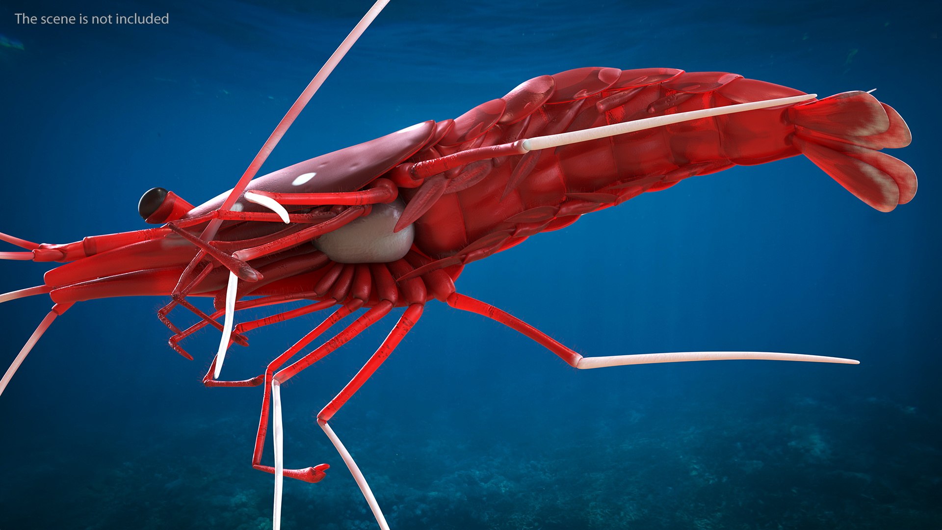 Fire Blood Shrimp Rigged Fur 3D model https://p.turbosquid.com/ts-thumb/gS/8Cauh0/3v/firebloodshrimpriggedfurvray3dmodel007/jpg/1656708665/1920x1080/fit_q87/54da3863a37dfd7b392452293bab16c1c95826cd/firebloodshrimpriggedfurvray3dmodel007.jpg