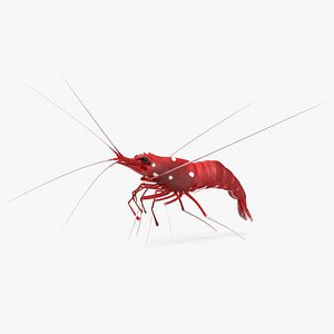 Fire Blood Shrimp Rigged Fur