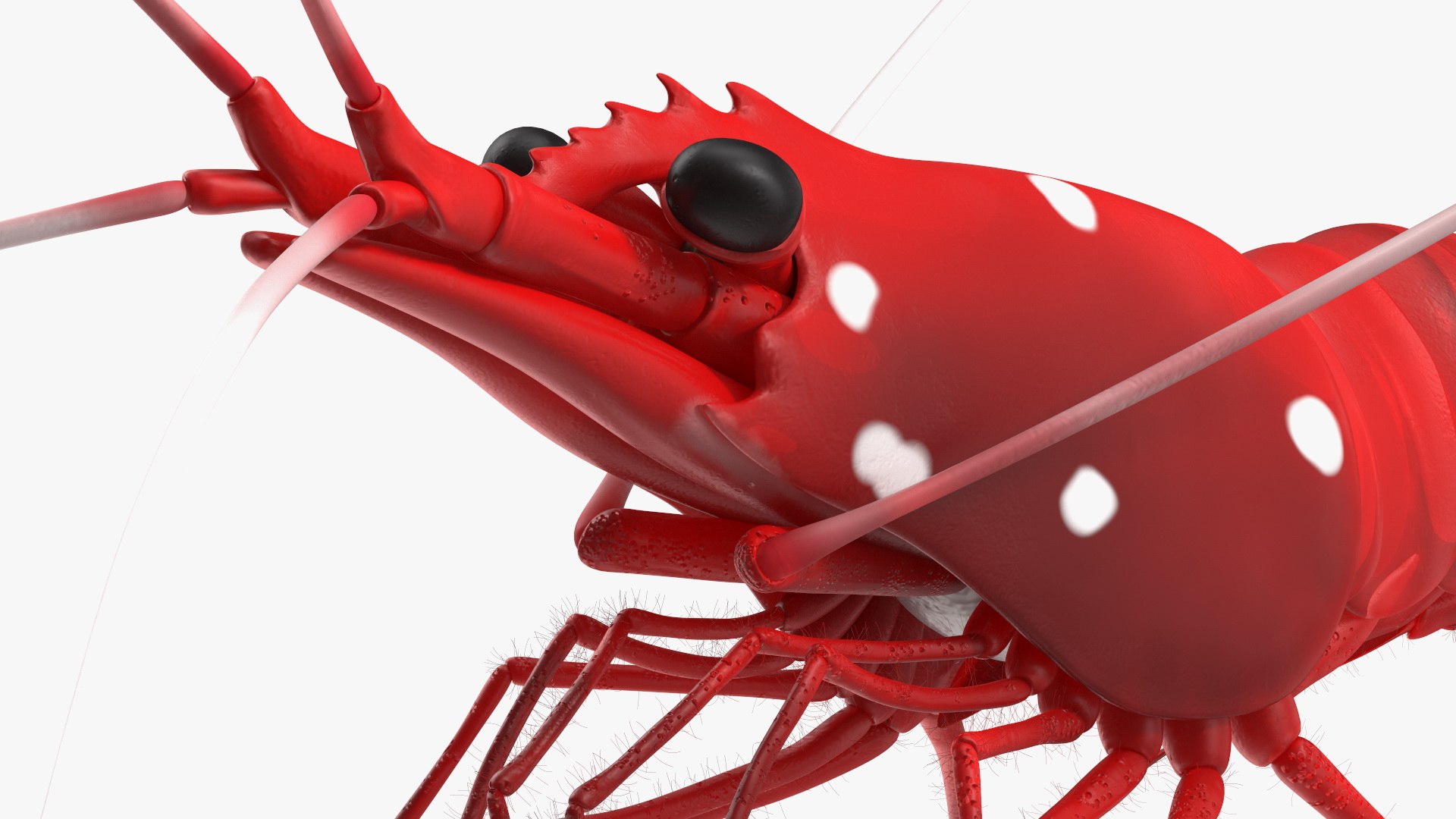 Fire Blood Shrimp Rigged Fur 3D model https://p.turbosquid.com/ts-thumb/gS/8Cauh0/9c/firebloodshrimpriggedfurvray3dmodel015/jpg/1656708689/1920x1080/fit_q87/03cfb698834dadd5c5d9fa47b21810f59f4001a1/firebloodshrimpriggedfurvray3dmodel015.jpg