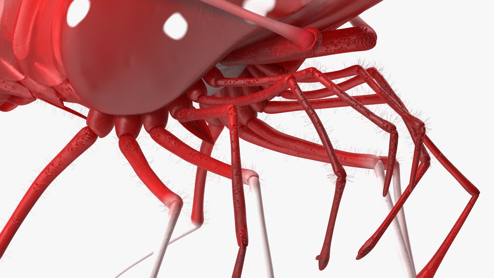 Fire Blood Shrimp Rigged Fur 3D model https://p.turbosquid.com/ts-thumb/gS/8Cauh0/AU/firebloodshrimpriggedfurvray3dmodel016/jpg/1656708692/1920x1080/fit_q87/eaa811f1995ab23da68b31ddc32cd3d2e5cc4cf5/firebloodshrimpriggedfurvray3dmodel016.jpg