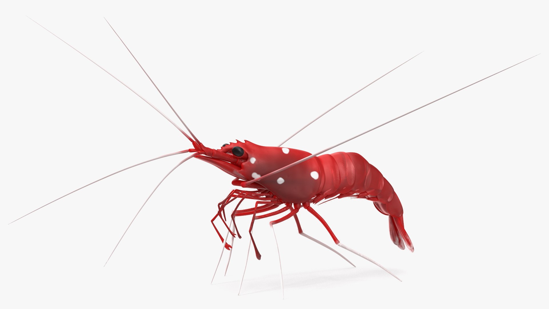 Fire Blood Shrimp Rigged Fur 3D model for medical visualization, anatomy illustration, educational content, and scientific rendering
