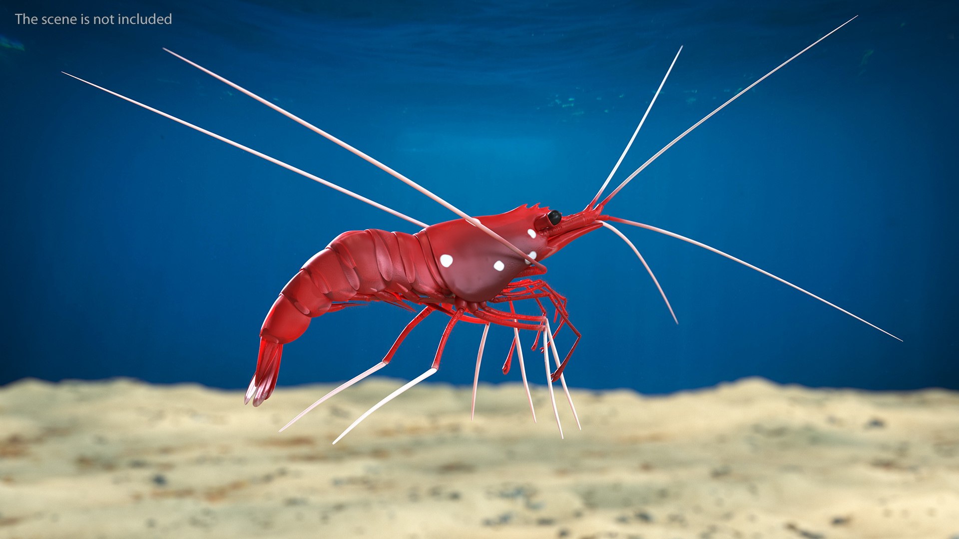 Fire Blood Shrimp Rigged Fur 3D model https://p.turbosquid.com/ts-thumb/gS/8Cauh0/Oy/firebloodshrimpriggedfurvray3dmodel004/jpg/1656708654/1920x1080/fit_q87/5b6c52e68f7c85a409737af6e47834bfe5119274/firebloodshrimpriggedfurvray3dmodel004.jpg