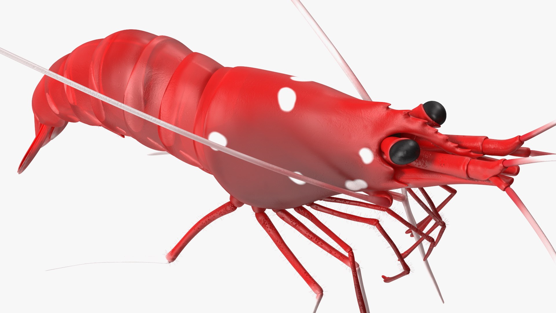 Fire Blood Shrimp Rigged Fur 3D model https://p.turbosquid.com/ts-thumb/gS/8Cauh0/TY/firebloodshrimpriggedfurvray3dmodel014/jpg/1656708686/1920x1080/fit_q87/fcdf0823e55d77f27ec1bff4ba599e0475005091/firebloodshrimpriggedfurvray3dmodel014.jpg
