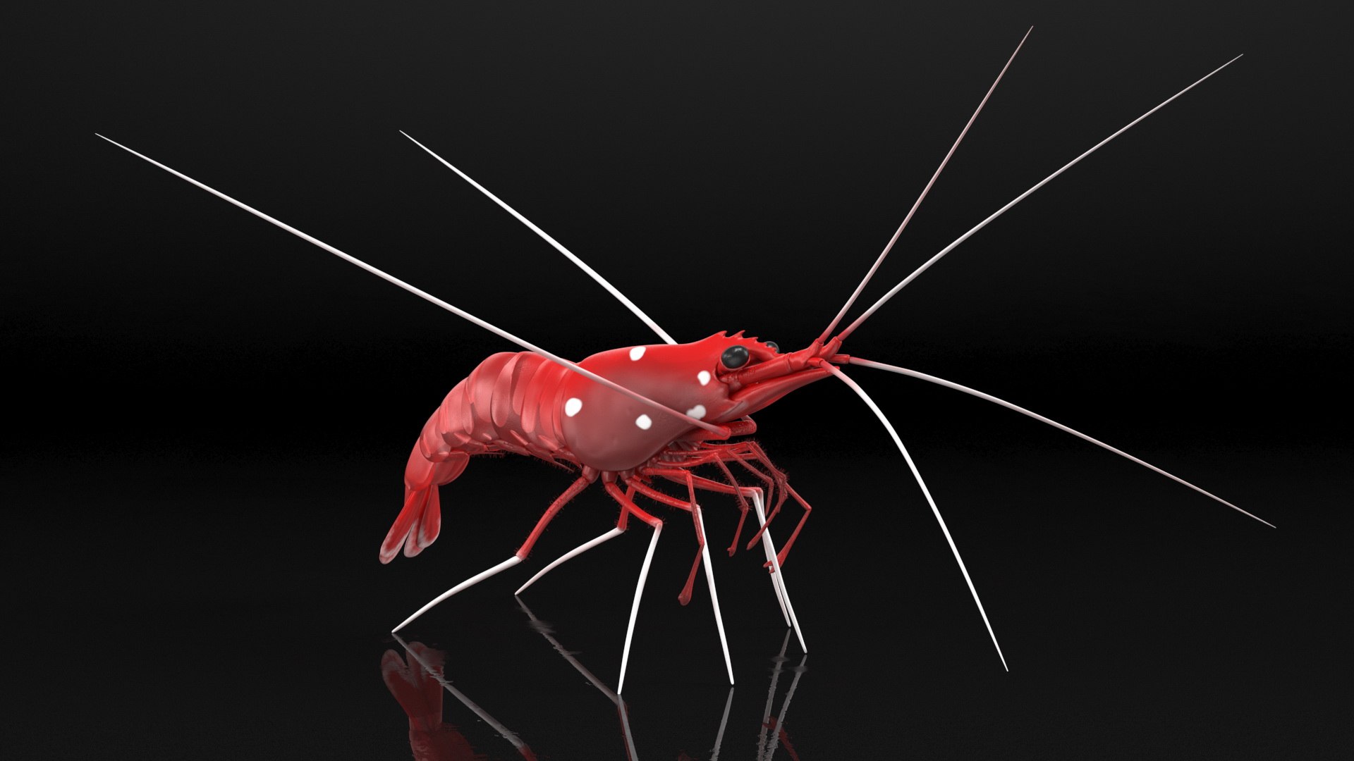 Fire Blood Shrimp Rigged Fur 3D model https://p.turbosquid.com/ts-thumb/gS/8Cauh0/bb/firebloodshrimpriggedfurvray3dmodel008/jpg/1656708668/1920x1080/fit_q87/c3ed3cb53b08c212aca8577dfdf427168fa19607/firebloodshrimpriggedfurvray3dmodel008.jpg