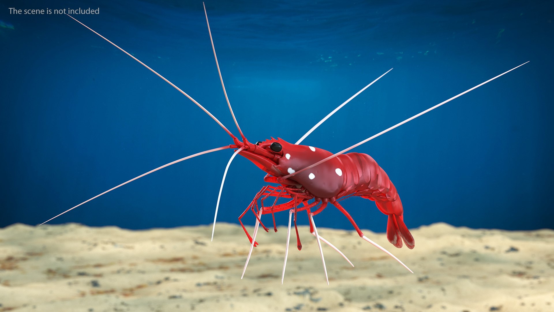 Fire Blood Shrimp Rigged Fur 3D model https://p.turbosquid.com/ts-thumb/gS/8Cauh0/kJ/firebloodshrimpriggedfurvray3dmodel003/jpg/1656708650/1920x1080/fit_q87/2ab07f32c21d6b24115d7de51d98fb4bb5817e35/firebloodshrimpriggedfurvray3dmodel003.jpg