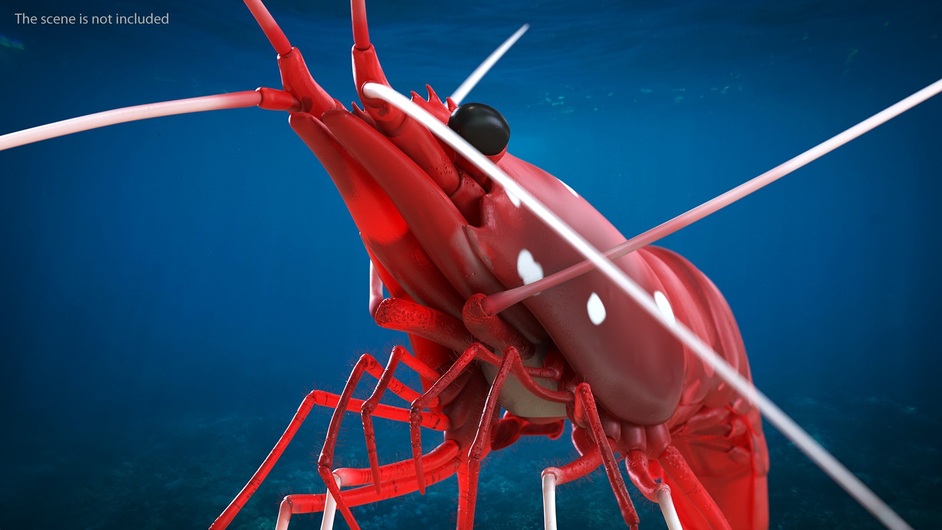 Fire Blood Shrimp Rigged Fur 3D model https://p.turbosquid.com/ts-thumb/gS/8Cauh0/nP/firebloodshrimpriggedfurvray3dmodel006/jpg/1656708661/1920x1080/fit_q87/aa1582134e6a077c90b2617960e0a54fa37cca0e/firebloodshrimpriggedfurvray3dmodel006.jpg