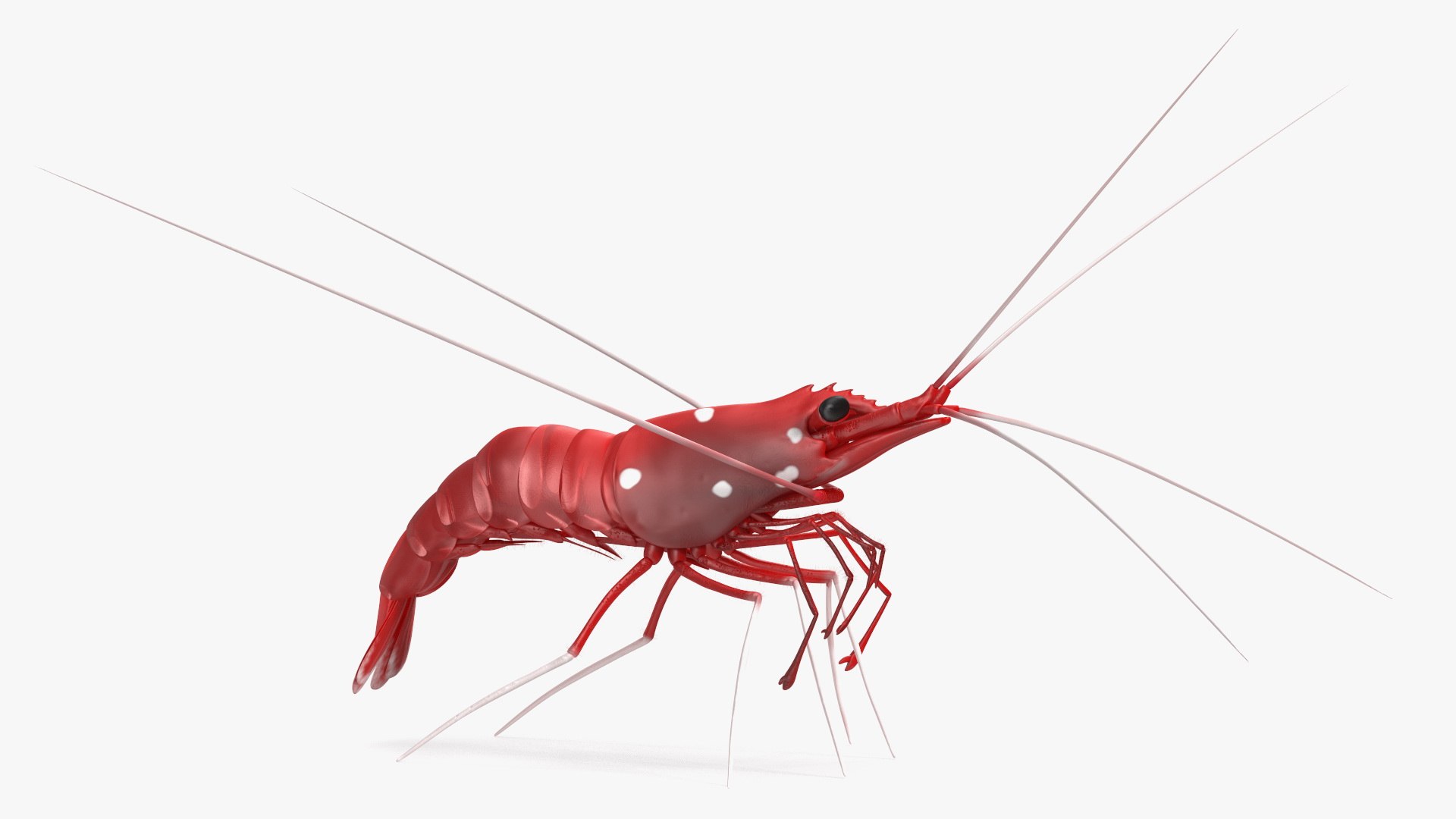 Fire Blood Shrimp Rigged Fur 3D model https://p.turbosquid.com/ts-thumb/gS/8Cauh0/oN/firebloodshrimpriggedfurvray3dmodel010/jpg/1656708674/1920x1080/fit_q87/3804e6c40d21b4c78061bfc3e26b9c0c2f81bf48/firebloodshrimpriggedfurvray3dmodel010.jpg