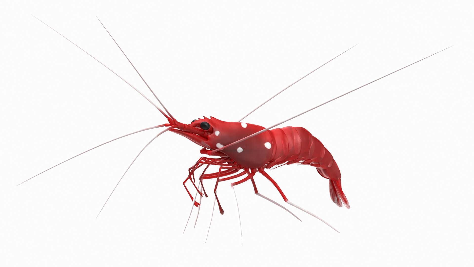 Fire Blood Shrimp Rigged Fur 3D model https://p.turbosquid.com/ts-thumb/gS/8Cauh0/oi/fire_blood_shrimp_rigged_fur_360/jpg/1656709054/1920x1080/turn_fit_q99/3707561a3c62621c3e5d9384e20da2aee2427c4b/fire_blood_shrimp_rigged_fur_360-1.jpg