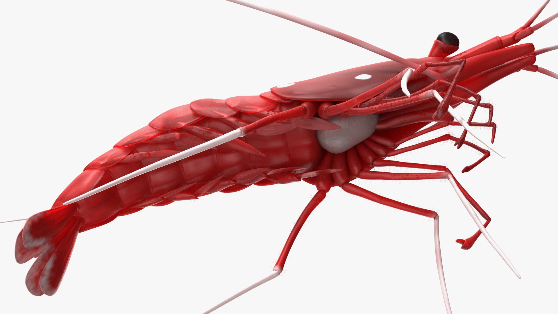 Fire Blood Shrimp Rigged Fur 3D model https://p.turbosquid.com/ts-thumb/gS/8Cauh0/ow/firebloodshrimpriggedfurvray3dmodel017/jpg/1656708695/1920x1080/fit_q87/afe604ce2ae768d84fdee31e48c045176d90c725/firebloodshrimpriggedfurvray3dmodel017.jpg