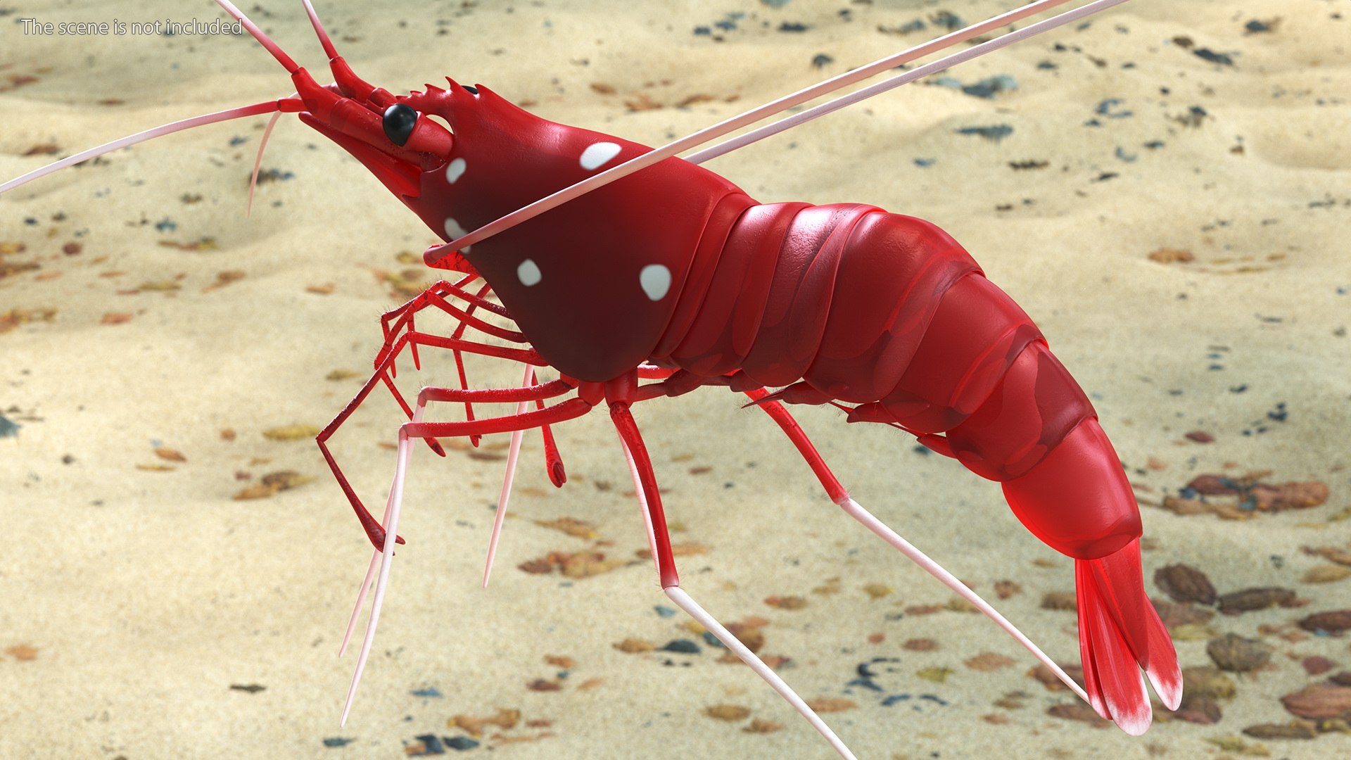 Fire Blood Shrimp Rigged Fur 3D model https://p.turbosquid.com/ts-thumb/gS/8Cauh0/qm/firebloodshrimpriggedfurvray3dmodel005/jpg/1656708657/1920x1080/fit_q87/610a924f423b1f64215f774732e1bce000439fdb/firebloodshrimpriggedfurvray3dmodel005.jpg