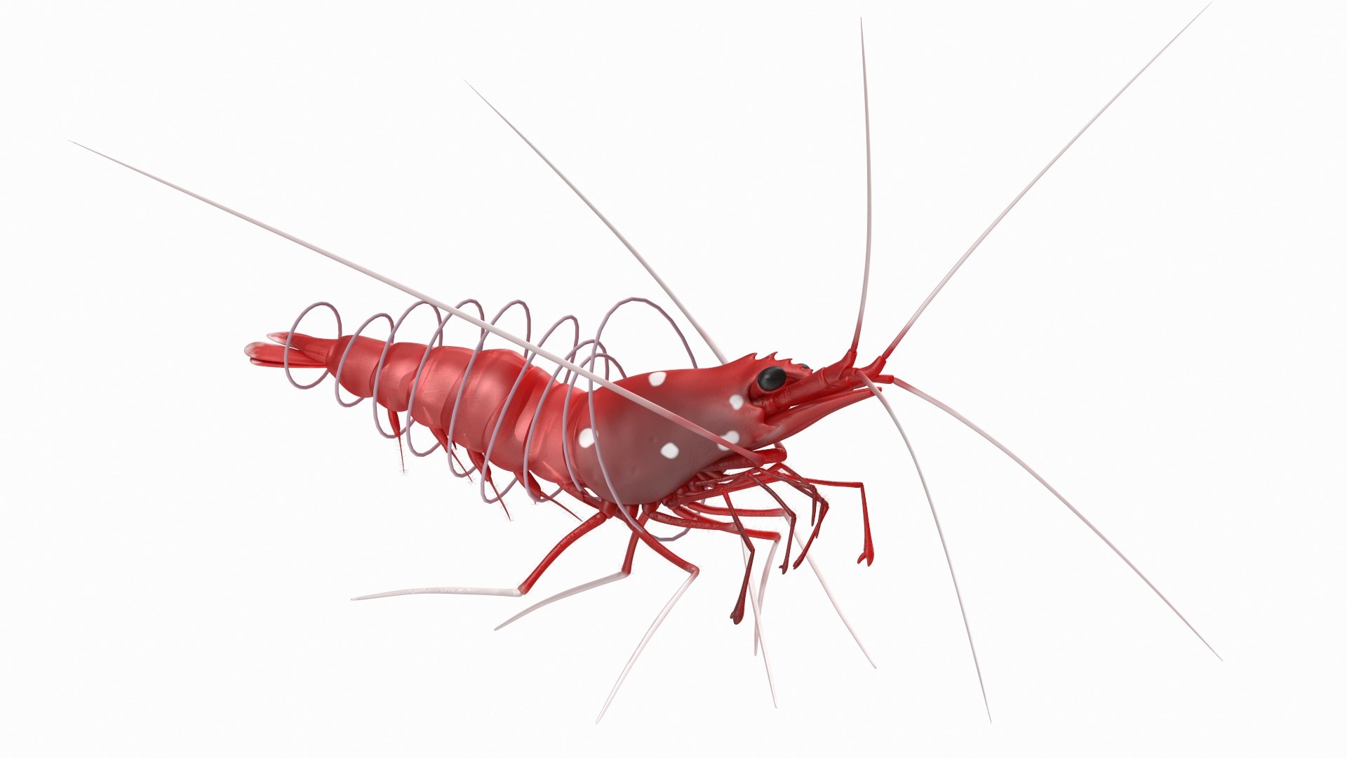 Fire Blood Shrimp Rigged Fur 3D model https://p.turbosquid.com/ts-thumb/gS/8Cauh0/uT/firebloodshrimpriggedfurvray3dmodel002/jpg/1656708647/1920x1080/fit_q87/919bb17bf03c239db1eb6c7d2cc6290346ca4b7c/firebloodshrimpriggedfurvray3dmodel002.jpg