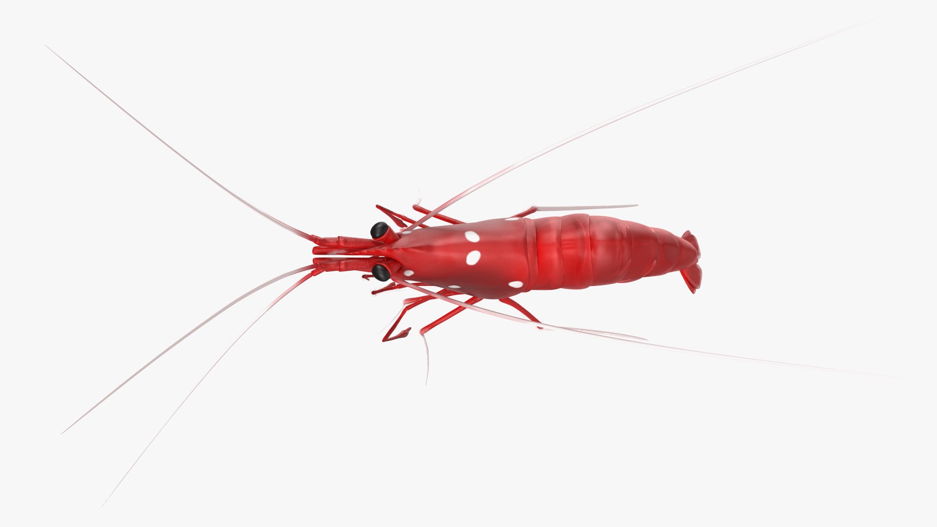 Fire Blood Shrimp Rigged Fur 3D model https://p.turbosquid.com/ts-thumb/gS/8Cauh0/xZ/firebloodshrimpriggedfurvray3dmodel013/jpg/1656708683/1920x1080/fit_q87/bd6c35ce1da4a222064204300286ce2d32a452d4/firebloodshrimpriggedfurvray3dmodel013.jpg