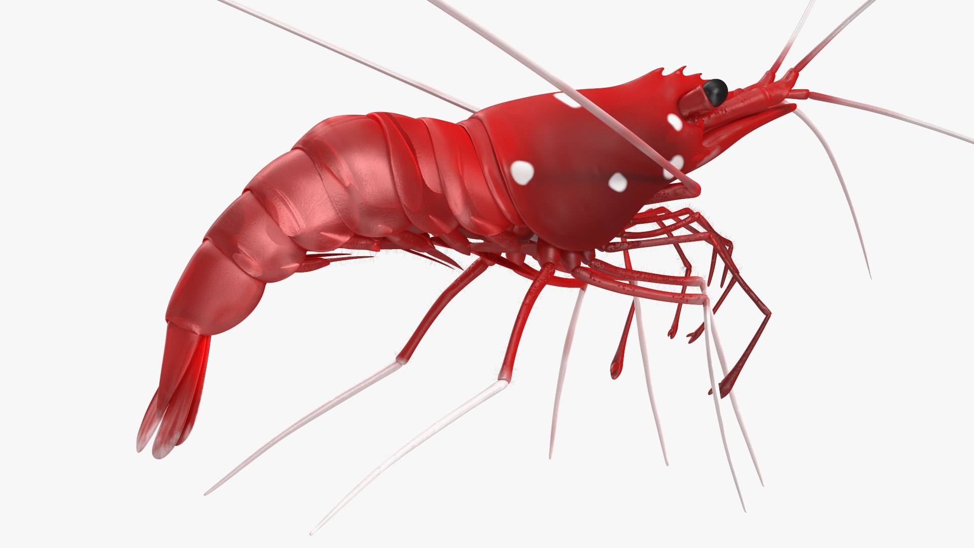 Fire Blood Shrimp Rigged Fur 3D model https://p.turbosquid.com/ts-thumb/gS/8Cauh0/ze/firebloodshrimpriggedfurvray3dmodel011/jpg/1656708677/1920x1080/fit_q87/33494a9986ef27bed2e294168135ba9711985e73/firebloodshrimpriggedfurvray3dmodel011.jpg