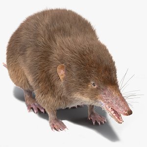 Shrew Base Pose Fur model