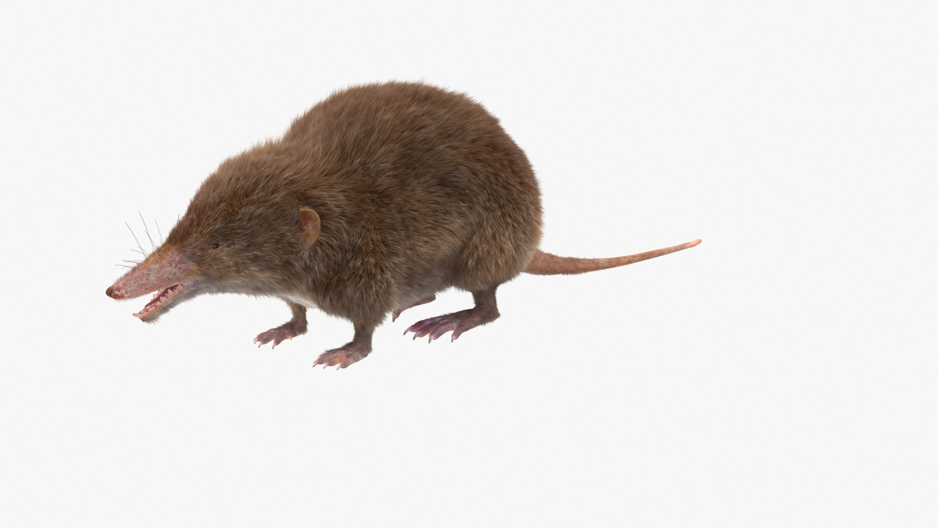 Shrew Base Pose Fur model - TurboSquid 2164170