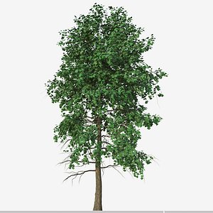 Set of Acer Buergerianum or Trident Maple Trees 3D model