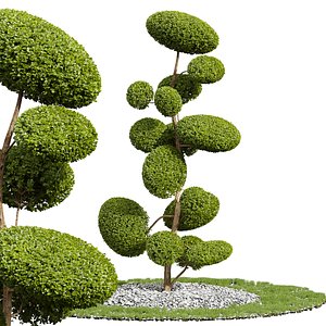New Plant Ficus Concinna Bonsai Pruned