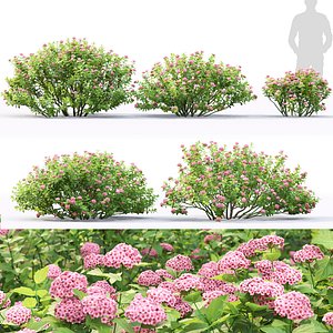 3D Spiraea betulifolia Pink Sparkler 01