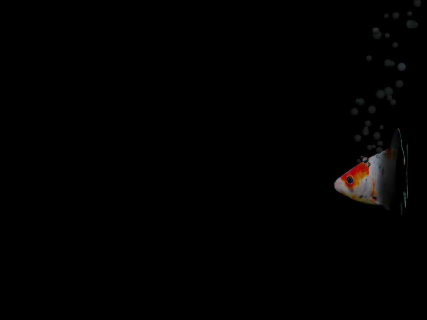 3D Fish Rigged - TurboSquid 1154430