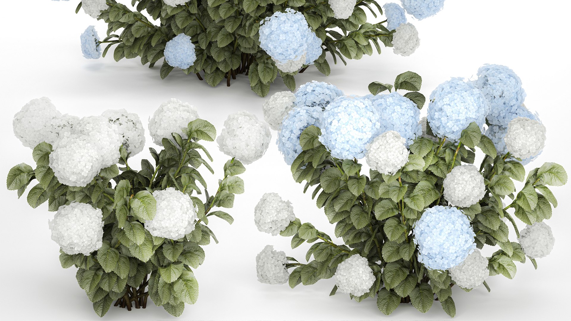 Bushes White Blue Hydrangea With Flowers Garden 1483 3D model https://p.turbosquid.com/ts-thumb/gS/e3ov8h/69/1hydrangea2807xxxl02/jpg/1753807762/1920x1080/fit_q87/cc91976e842ee5159414a042f4a2b942e637f396/1hydrangea2807xxxl02.jpg
