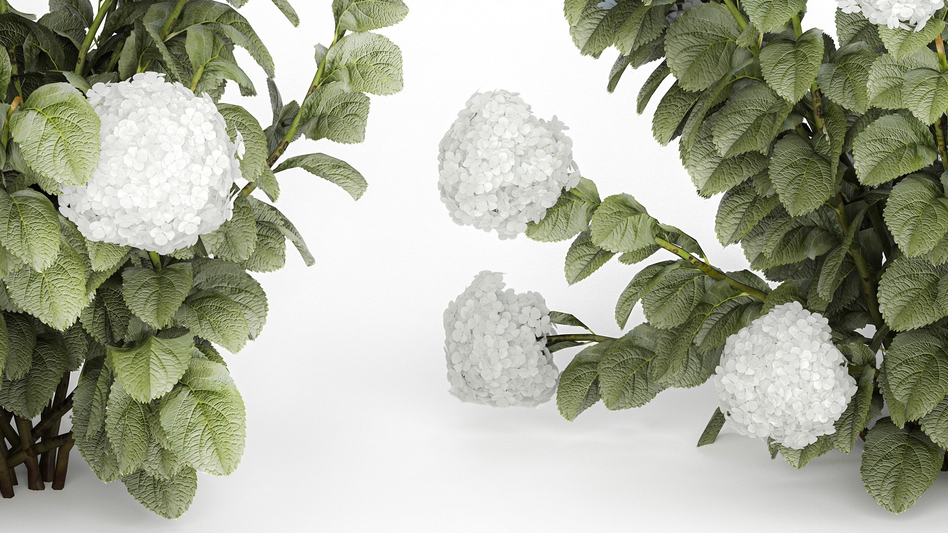 Bushes White Blue Hydrangea With Flowers Garden 1483 3D model https://p.turbosquid.com/ts-thumb/gS/e3ov8h/6Y/1hydrangea2807xxxl04/jpg/1753807763/1920x1080/fit_q87/c14e53daf40a00a3eea9bade93d4451bca1872e3/1hydrangea2807xxxl04.jpg