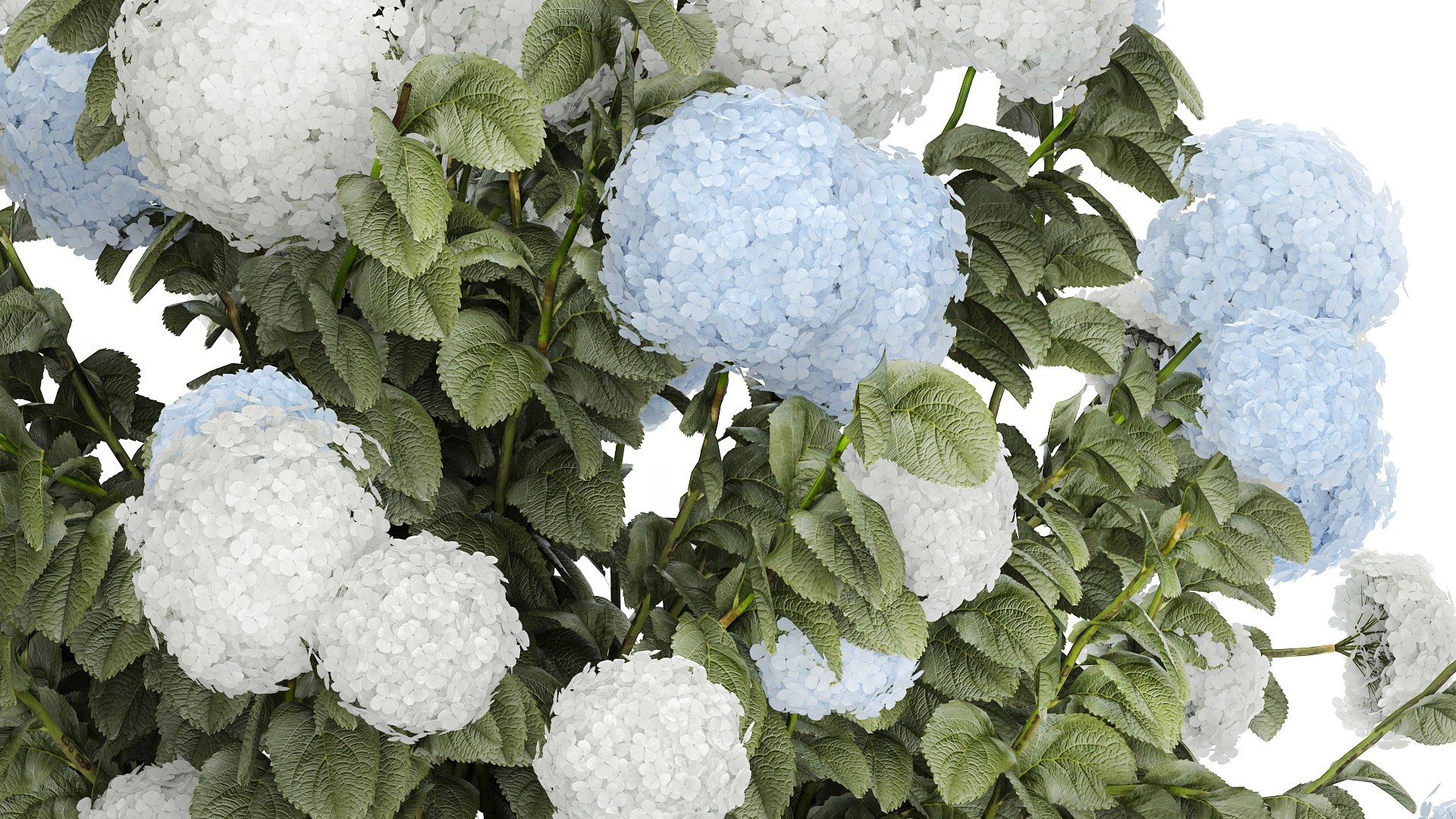 Bushes White Blue Hydrangea With Flowers Garden 1483 3D model https://p.turbosquid.com/ts-thumb/gS/e3ov8h/WG/1hydrangea2807xxxl07/jpg/1753807764/1920x1080/fit_q87/6655bf91301088917092e4b4398cb87dbadd45f0/1hydrangea2807xxxl07.jpg