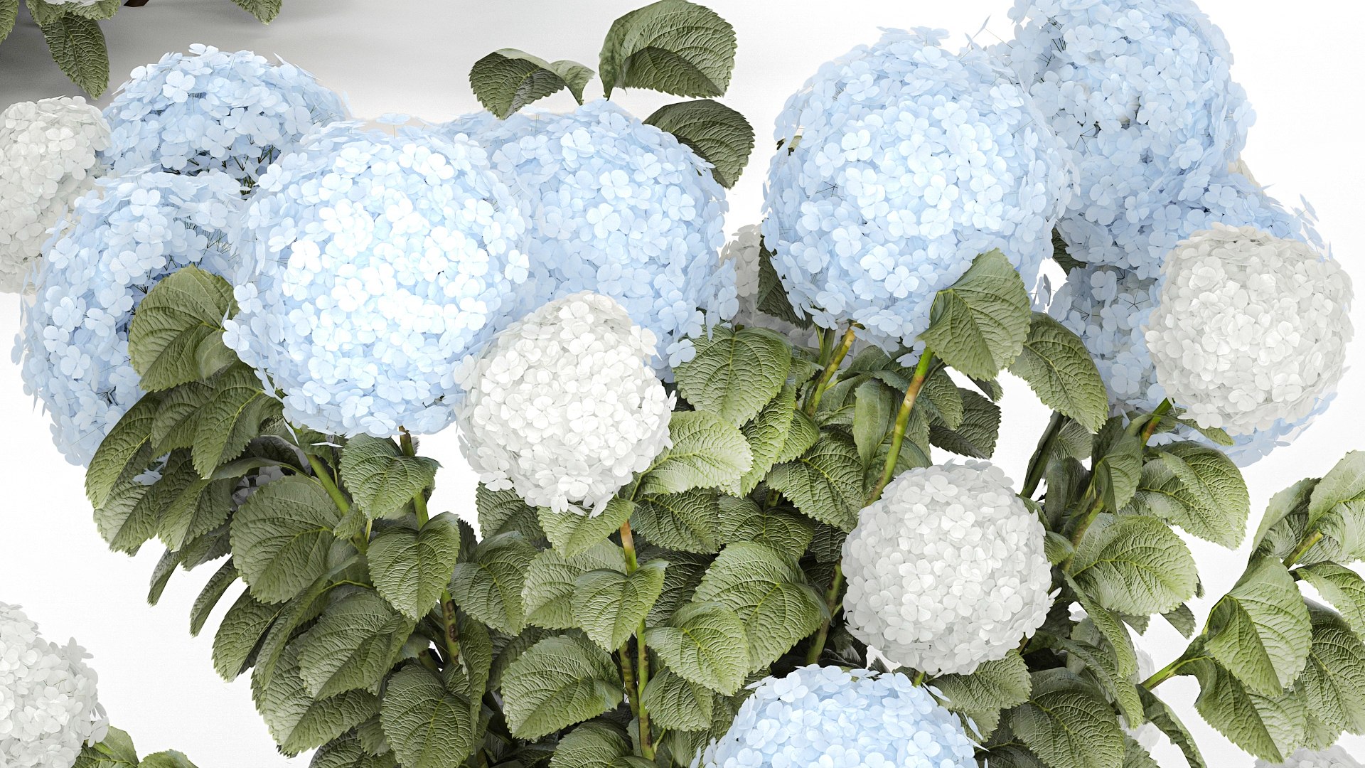 Bushes White Blue Hydrangea With Flowers Garden 1483 3D model https://p.turbosquid.com/ts-thumb/gS/e3ov8h/Wp/1hydrangea2807xxxl05/jpg/1753807764/1920x1080/fit_q87/488ddf346bc415e66871043c470aff2b8ebb6bdd/1hydrangea2807xxxl05.jpg