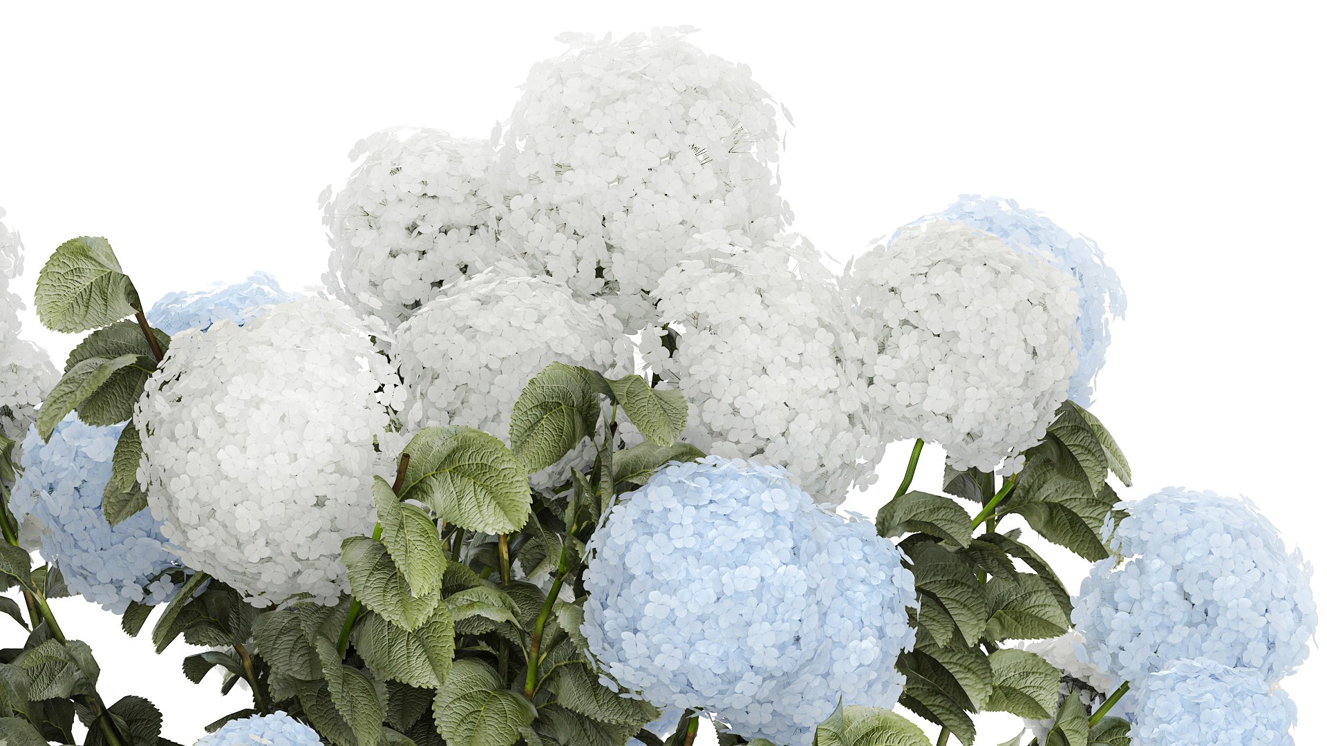 Bushes White Blue Hydrangea With Flowers Garden 1483 3D model https://p.turbosquid.com/ts-thumb/gS/e3ov8h/od/1hydrangea2807xxxl06/jpg/1753807764/1920x1080/fit_q87/835e86b20d5870382324cb95a5a5d82dc7d27893/1hydrangea2807xxxl06.jpg