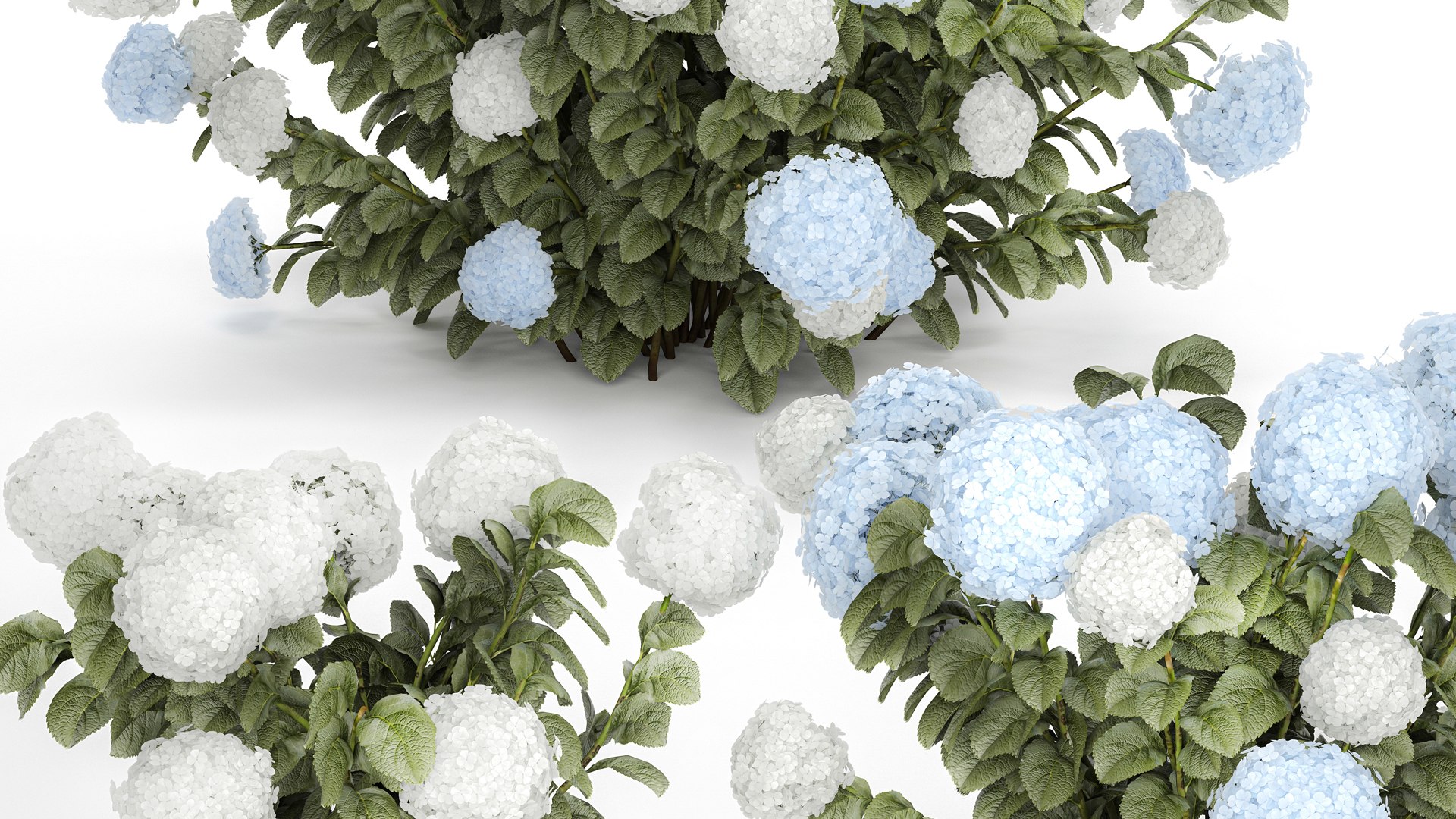 Bushes White Blue Hydrangea With Flowers Garden 1483 3D model https://p.turbosquid.com/ts-thumb/gS/e3ov8h/sZ/1hydrangea2807xxxl03/jpg/1753807763/1920x1080/fit_q87/ed8ff5ecc38b697a75030d2d913c10df9594122e/1hydrangea2807xxxl03.jpg