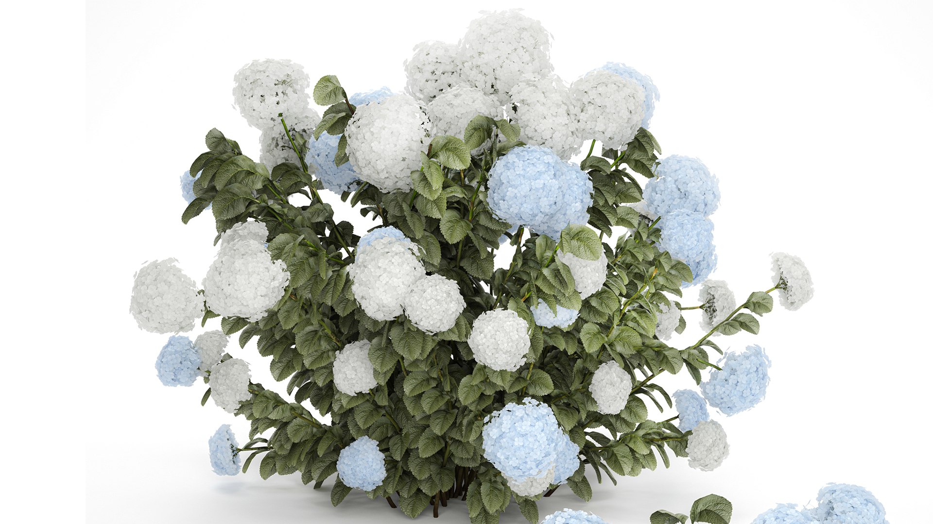 Bushes White Blue Hydrangea With Flowers Garden 1483 3D model https://p.turbosquid.com/ts-thumb/gS/e3ov8h/tY/1hydrangea2807xxxl01/jpg/1753807761/1920x1080/fit_q87/db954eb3cdbd3ded2d0bec8639f26a05899fec5c/1hydrangea2807xxxl01.jpg