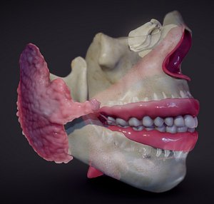 Teeth Pharynx Salivary glands