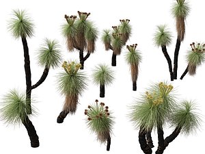 Highpoly - Low Poly - Kingia australis - bullanock 3D model