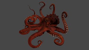 Octopus and Tentacle of Octopus