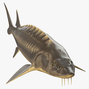 Sturgeon Fish Rigged for Maya 3D model