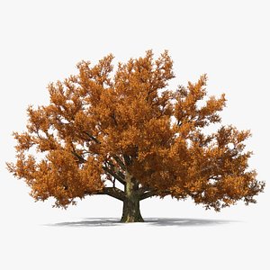 Autumn Oak Tree