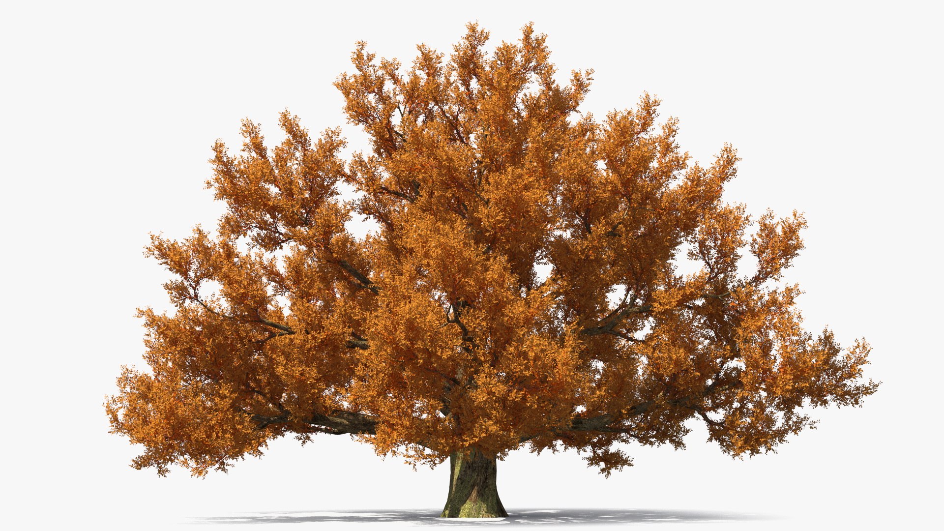 3D Model Autumn Oak Tree - TurboSquid 2201969