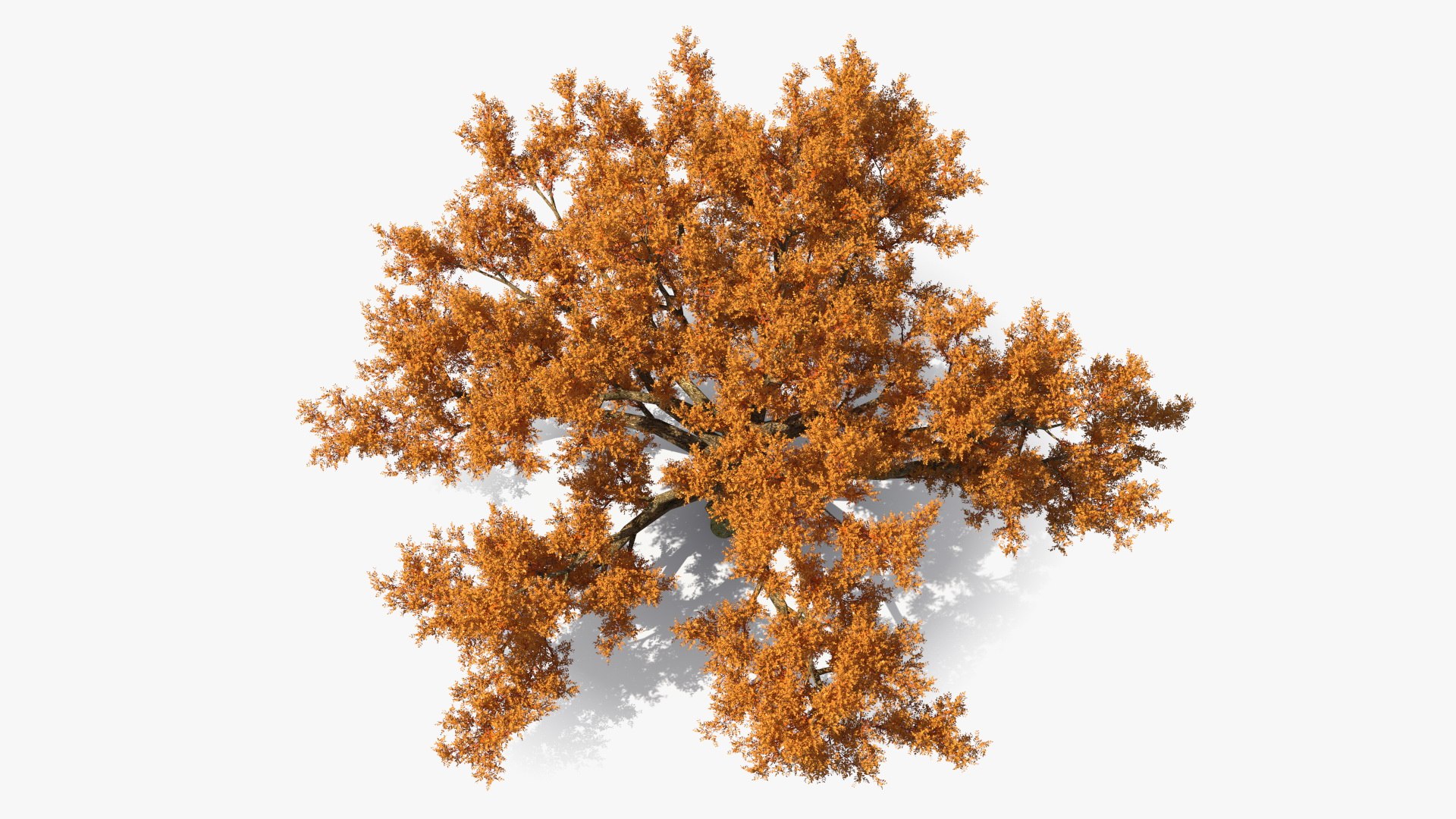 3D Model Autumn Oak Tree - TurboSquid 2201969