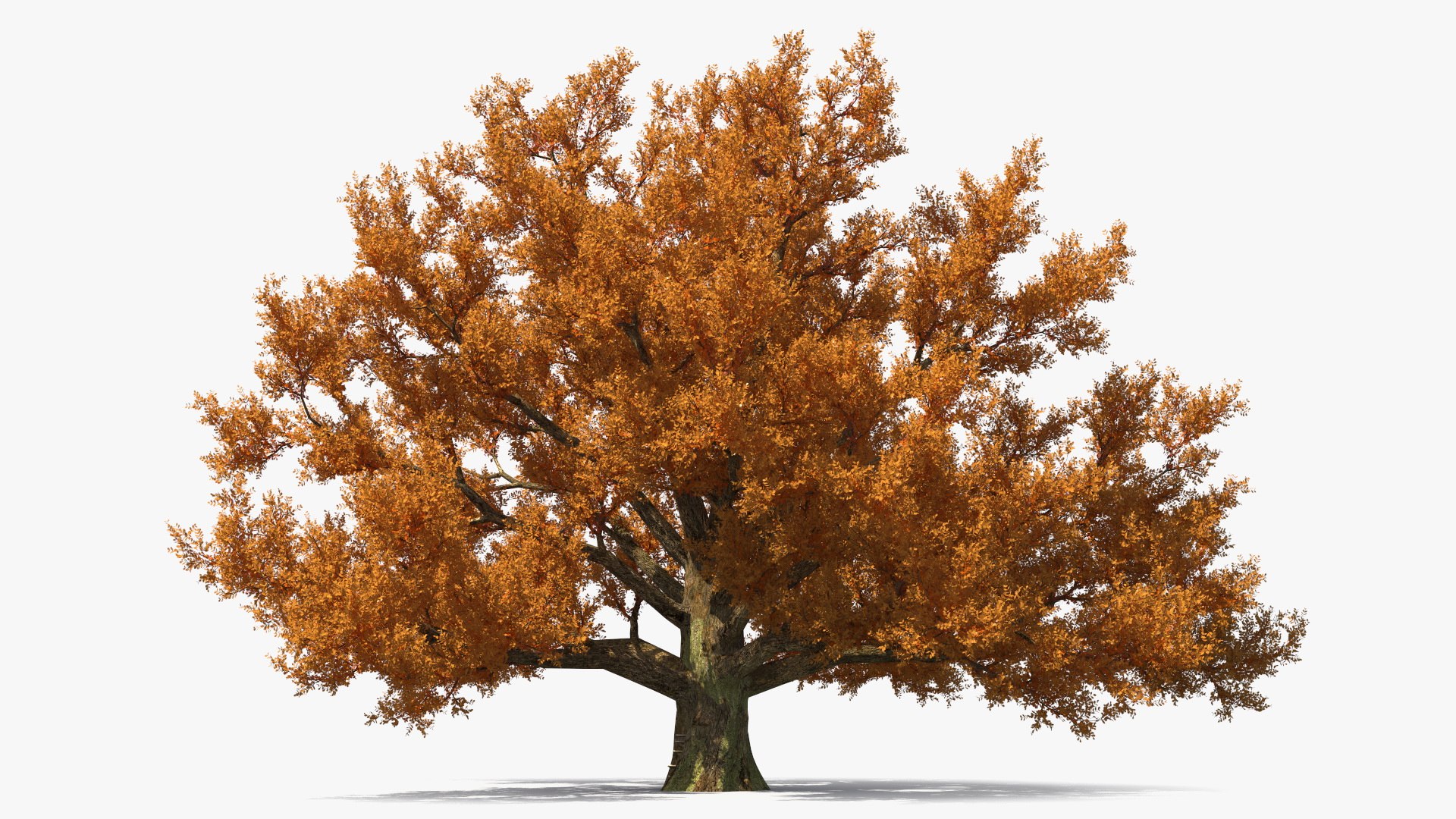 Autumn Oak Tree 3D model preview
