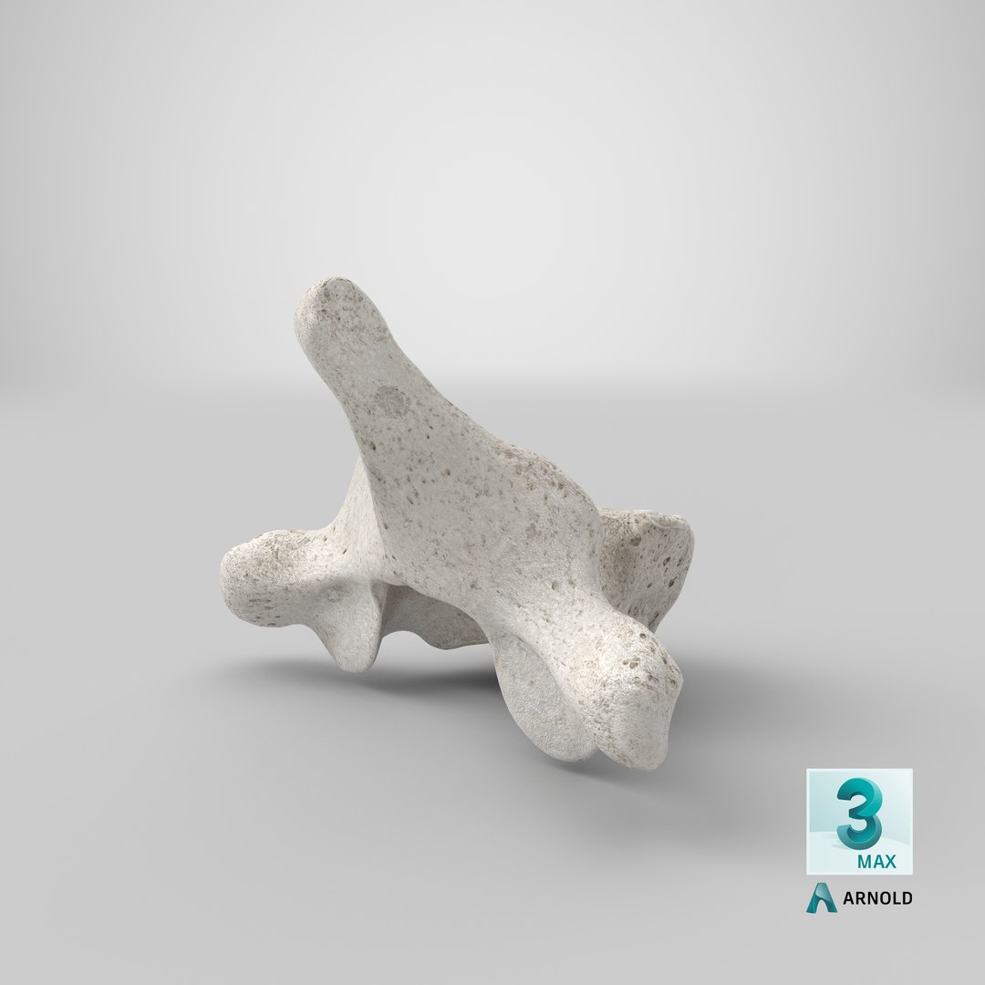 3D thoracic vertebrae th1 th12 https://p.turbosquid.com/ts-thumb/gT/E56Q9x/QZgJ5BeN/stemcell_max_arnold_render/png/1605270675/1920x1080/fit_q87/608458cc122256cdbcfebbccf3046a63e67e7cb6/stemcell_max_arnold_render.jpg