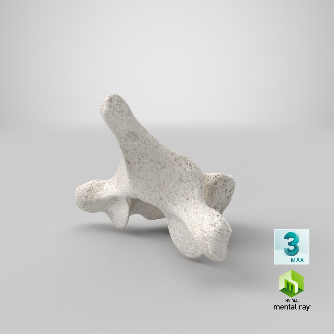 3D thoracic vertebrae th1 th12 https://p.turbosquid.com/ts-thumb/gT/E56Q9x/pmT1vS3Y/stemcell_max_mental_ray_render/png/1605270679/1920x1080/fit_q87/86e0740822f4d08bbcf13553fa1df52cda199b75/stemcell_max_mental_ray_render.jpg