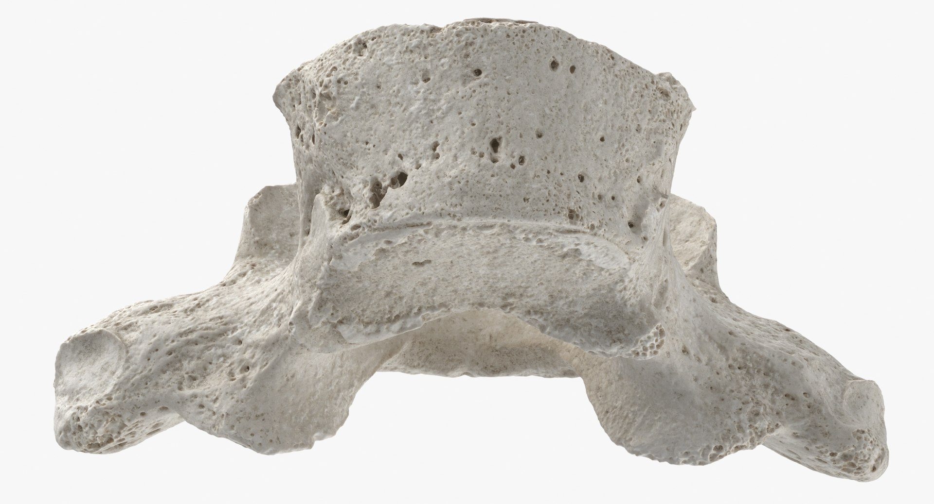 3D thoracic vertebrae th1 th12 https://p.turbosquid.com/ts-thumb/gT/E56Q9x/xFR2gYvS/thoracic_vertebrae_th1_to_th12_04_white_thumbnail_0008/jpg/1596458688/1920x1080/fit_q87/1e3e6d4d37ad92f014c04c7171073a44503961ba/thoracic_vertebrae_th1_to_th12_04_white_thumbnail_0008.jpg