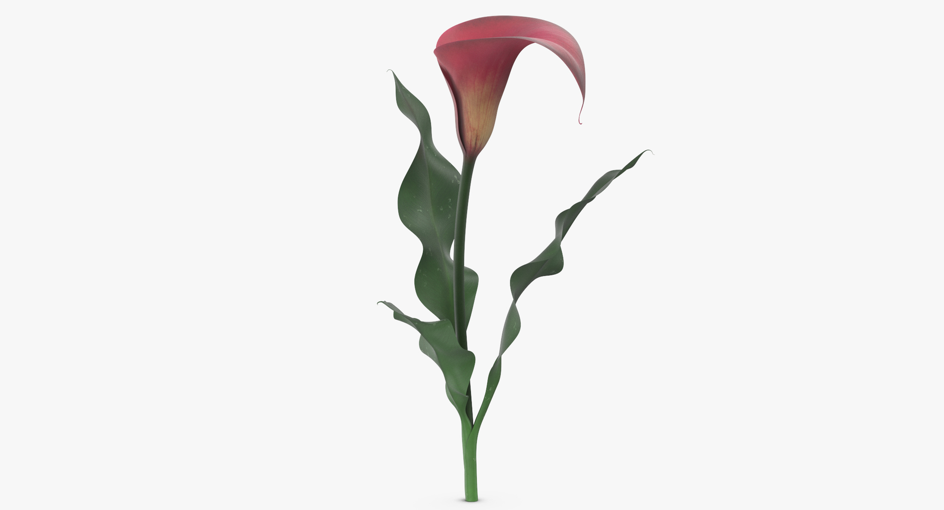 3D model red floral set 02 https://p.turbosquid.com/ts-thumb/gT/Ws48hs/1nr5XYPs/0000/jpg/1564585726/1920x1080/turn_fit_q99/20531e238967dc4c7b01c1d1b43c00911bd808ff/0000-1.jpg