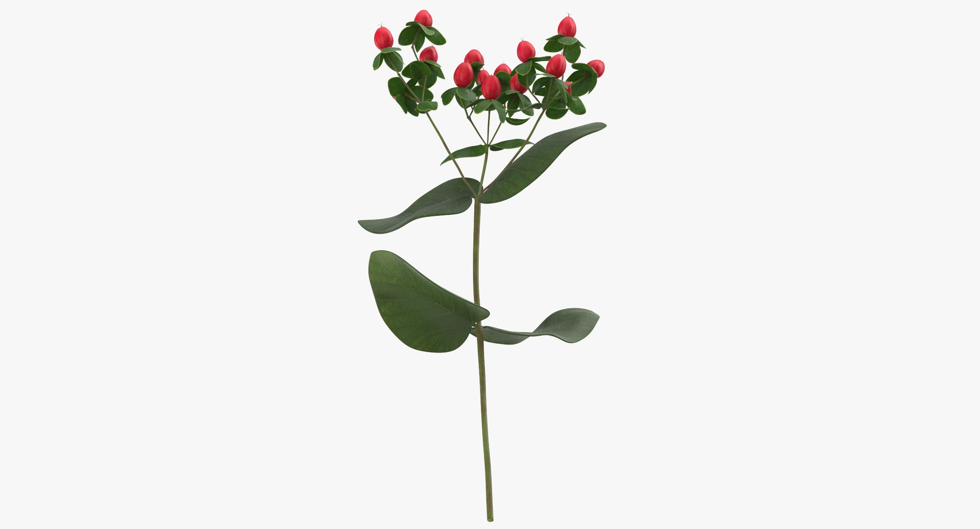 3D model red floral set 02 https://p.turbosquid.com/ts-thumb/gT/Ws48hs/GTCZIvAb/hypericum_red_thumbnail_0007/jpg/1568896500/1920x1080/fit_q87/e83e610b34c1bab283081eb8795732ab395ffa65/hypericum_red_thumbnail_0007.jpg