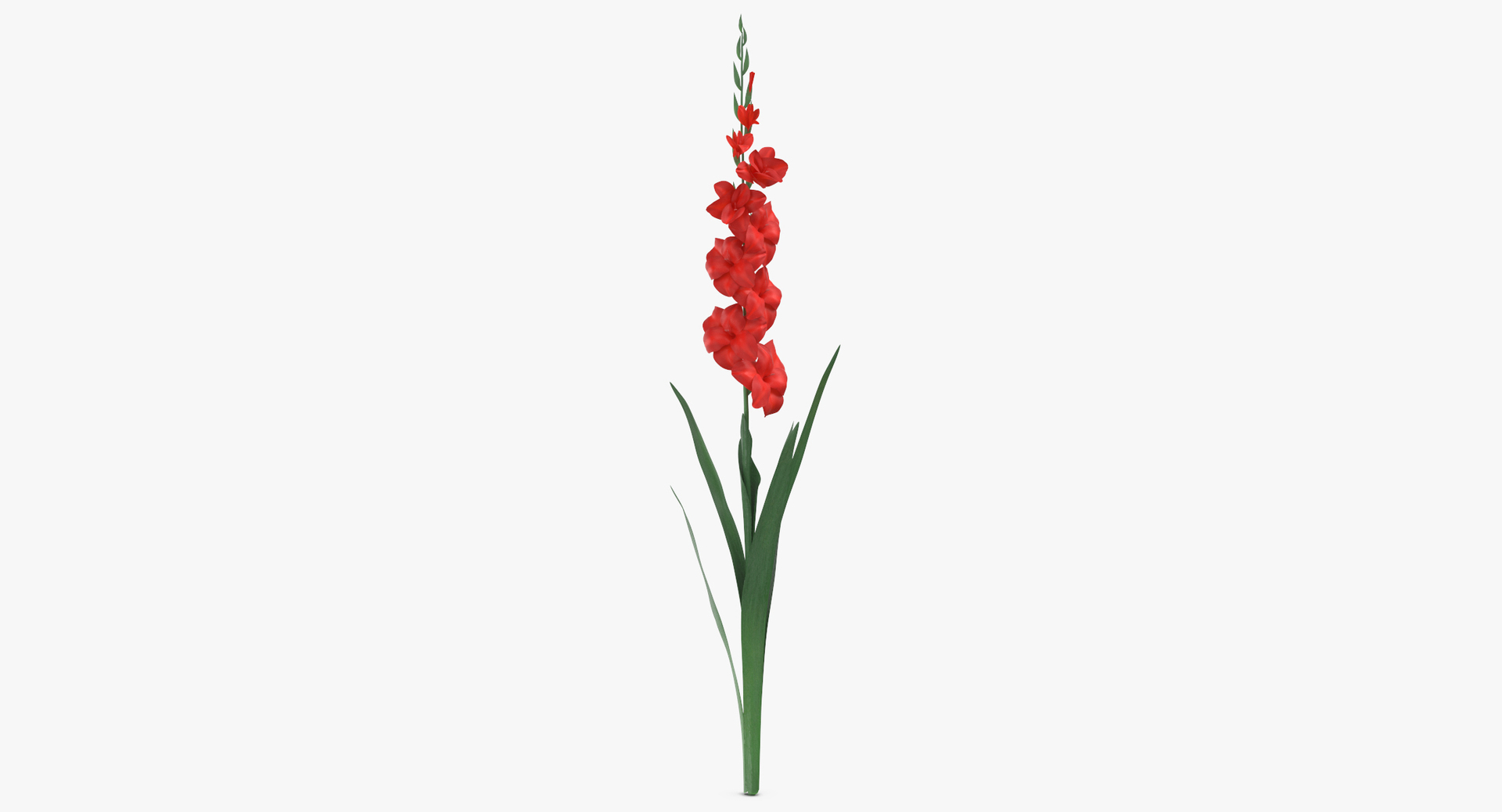 3D model red floral set 02 https://p.turbosquid.com/ts-thumb/gT/Ws48hs/KnAAmwYJ/0000/jpg/1566208110/1920x1080/turn_fit_q99/158039b24b5937fe96c80f972dc9b0112fc4a2b6/0000-1.jpg